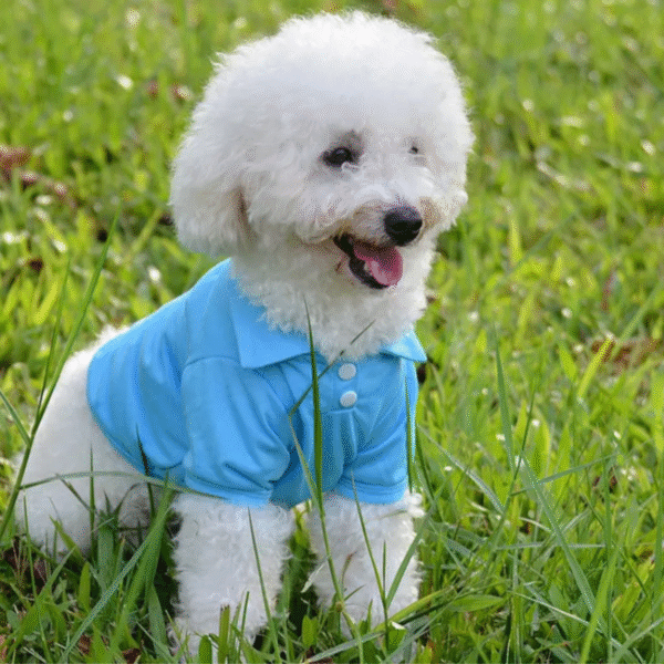 Polo de Colores con Cuello - Imagen 2